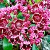 Kalmia Latifolia Heart's Desire - Laurier Des Montagnes Rouge Et Blanc 1 Kalmia Latifolia Heart's Desire - Laurier Des Montagnes Rouge Et Blanc -Boutique Pafurme Kalmia latifolia Hearts Desire 781986 1