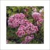 Kalmia Latifolia Otsbo Red - Laurier Des Montagnes Rouge Et Rose Vif. -Boutique Pafurme Kalmia latifolia Ostbo Red 83153 1