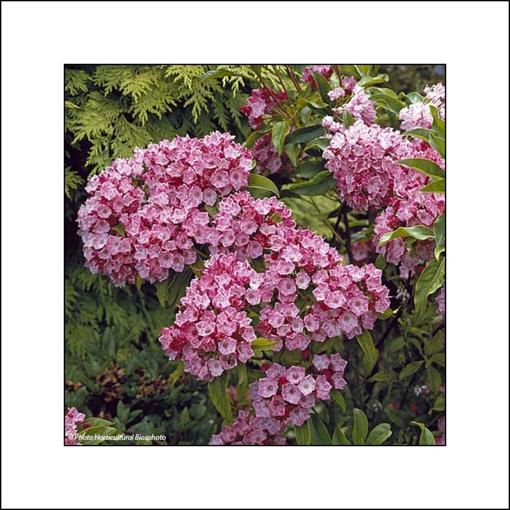Kalmia Latifolia Otsbo Red - Laurier Des Montagnes Rouge Et Rose Vif. 3 Kalmia Latifolia Otsbo Red - Laurier Des Montagnes Rouge Et Rose Vif.