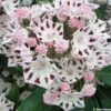 Kalmia Latifolia Windrose - Laurier Des Montagnes Blanc Et Brun Pourpré -Boutique Pafurme Kalmia latifolia Windrose 781991 1