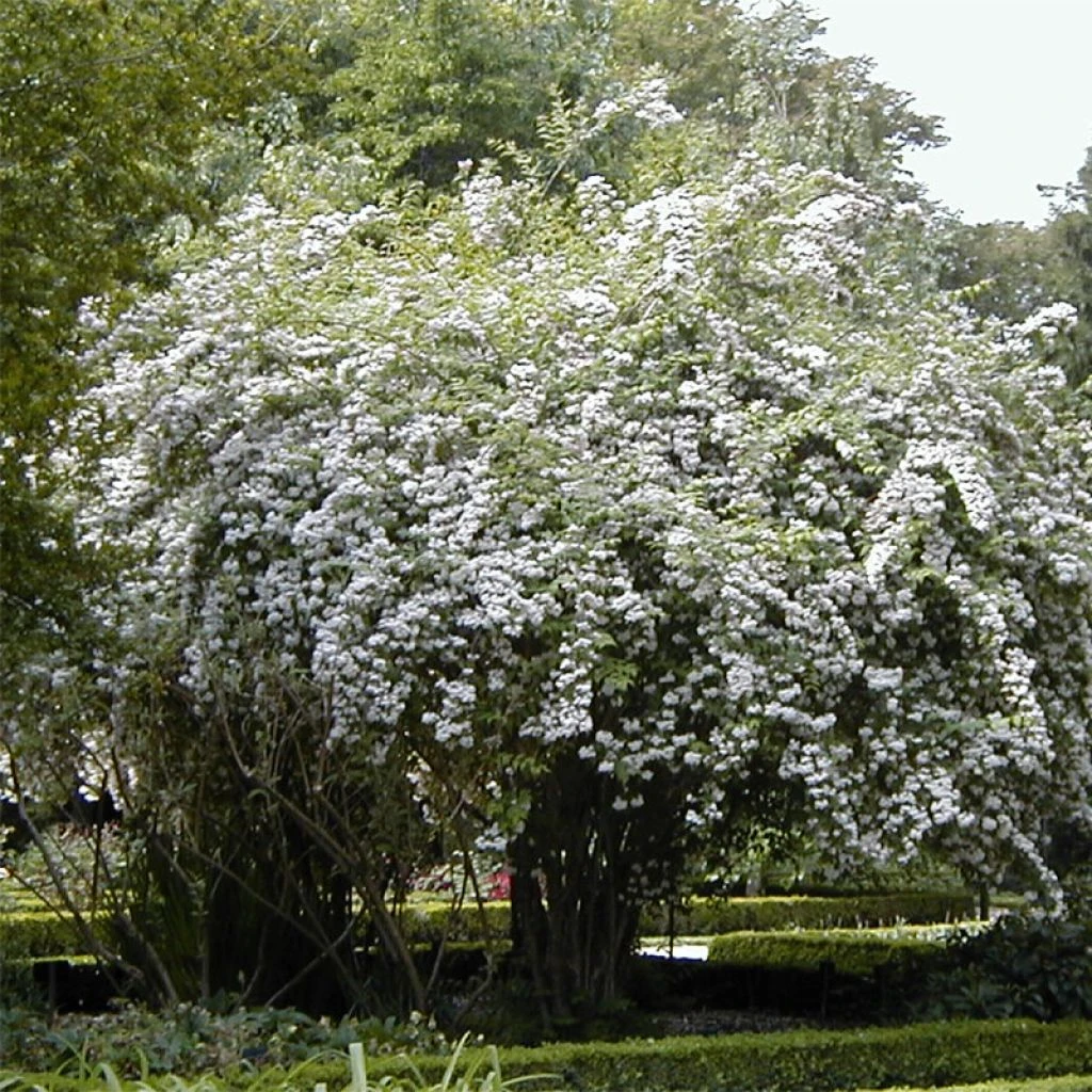 Kolkwitzia Amabilis - Buisson De Beauté 3 Kolkwitzia Amabilis - Buisson De Beauté
