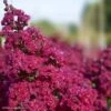 Lagerstroemia Braise D'Eté - Lilas Des Indes -Boutique Pafurme Lagerstroemia Braise d Ete 84468 1