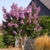 Lagerstroemia Lilac Grand Sud - Lilas Des Indes. -Boutique Pafurme Lagerstroemia Lilac Grand Sud 84469 1