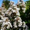 Lagerstroemia Neige D'Eté - Lilas Des Indes -Boutique Pafurme Lagerstroemia Neige d Ete 84470 1