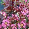 Lagerstroemia Indica Rhapsody In PINK - Lilas Des Indes 1 Lagerstroemia Indica Rhapsody In PINK - Lilas Des Indes -Boutique Pafurme Lagerstroemia Rhapsody in PINK 84942 1