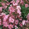 Lagerstroemia Indica Berlingot Menthe - Lilas Des Indes 2 Lagerstroemia Indica Berlingot Menthe - Lilas Des Indes -Boutique Pafurme Lagerstroemia indica Berlingot Menthe 83597 1