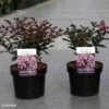 Lagerstroemia Indica Coral Magic - Lilas Des Indes -Boutique Pafurme Lagerstroemia indica Coral Magic 87394 1