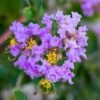 Lagerstroemia Indica Cordon Bleu - Lilas Des Indes Bleu Lavande -Boutique Pafurme Lagerstroemia indica Cordon bleu copyright 78173611 1