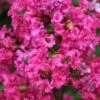 Lagerstroemia Indica Houston - Lilas Des Indes -Boutique Pafurme Lagerstroemia indica Houston 87448 1