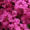 Lagerstroemia Indica La Mousson - Lilas Des Indes -Boutique Pafurme Lagerstroemia indica La Mousson 87456 1