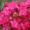 Lagerstroemia Indica Mon Panache - Lilas Des Indes -Boutique Pafurme Lagerstroemia indica Mon Panache 87459 1