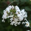 Lagerstroemia Indica Pixie White - Lilas Des Indes 1 Lagerstroemia Indica Pixie White - Lilas Des Indes -Boutique Pafurme Lagerstroemia indica Pixie White ld Jim the Photographer 781737 1