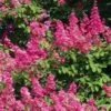 Lagerstroemia Indica Rose Fuchsia - Lilas Des Indes 1 Lagerstroemia Indica Rose Fuchsia - Lilas Des Indes -Boutique Pafurme Lagerstroemia indica Rose Fuchsia 87443 1