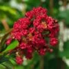 Lagerstroemia Indica Rouge Nain - Lilas Des Indes -Boutique Pafurme Lagerstroemia indica Rouge Nain 87446 1