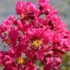 Lagerstroemia Indica Saint Emilion - Lilas Des Indes 2 Lagerstroemia Indica Saint Emilion - Lilas Des Indes -Boutique Pafurme Lagerstroemia indica Saint Emilion 87460 1