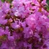 Lagerstroemia Indica Souvenir D'Hubert Puard - Lilas Des Indes -Boutique Pafurme Lagerstroemia indica Souvenir d Hubert Puard 87463 1