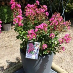 Lagerstroemia Indica Terrasse Rose - Lilas Des Indes