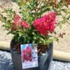 Lagerstroemia Indica Terrasse Rouge - Lilas Des Indes -Boutique Pafurme Lagerstroemia indica Terrasse Rouge 87451 1