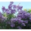 Lagerstroemia Indica Violacea - Lilas Des Indes -Boutique Pafurme Lagerstroemia indica Violacea 83483 1