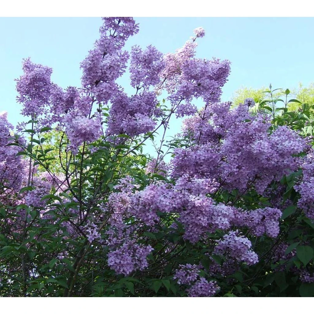 Lagerstroemia Indica Violacea - Lilas Des Indes 3 Lagerstroemia Indica Violacea - Lilas Des Indes