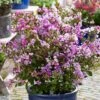 Lilas Des Indes - Lagerstroemia Indica Eternal With Love -Boutique Pafurme Lagerstroemia indica With Love Eternal Milavio Lilas des Indes copyright 1006951 1