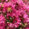 Lagerstroemia Indica Yang Tse - Lilas Des Indes -Boutique Pafurme Lagerstroemia indica Yang Tse 87465 1