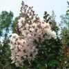 Lagerstroemia Indica Kimono - Lilas Des Indes Blanc -Boutique Pafurme Lagerstroemia indica ld littlegemtrees 80027 1