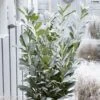Laurier Cerise - Prunus Laurocerasus Elly -Boutique Pafurme Laurier cerise Prunus laurocerasus Elly copyright 179320 1