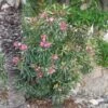 Laurier Rose Variegata - Nerium Oleander 1 Laurier Rose Variegata - Nerium Oleander -Boutique Pafurme Laurier rose Variegata 87059 1