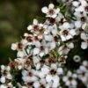 Leptospermum Scoparium Blanc -Boutique Pafurme Leptospermum scoparium Blanc 83356 2
