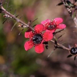 Leptospermum Scoparium Nanum Kiwi - Arbre à Thé De Nouvelle-Zélande