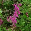 Lespedeza Thunbergii -Boutique Pafurme Lespedeza thunbergii ld peganum 9595 1