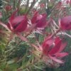 Leucadendron Devil's Blush -Boutique Pafurme Leucadendron Devil s Blush 15353 1