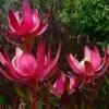 Leucadendron Fireglow -Boutique Pafurme Leucadendron Fireglow 83362 1