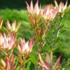 Leucadendron Jack Harre -Boutique Pafurme Leucadendron Jack Harre 81324 1
