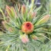 Leucadendron Jubilee Crown -Boutique Pafurme Leucadendron Jubilee Crown 16678 1