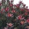 Leucadendron Safari Sunset -Boutique Pafurme Leucadendron Safari Sunset 83363 1