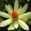Leucadendron Summer Sun -Boutique Pafurme Leucadendron Summer Sun 89607 1