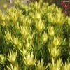 Leucadendron Inca Gold