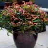 Leucothoe Keiskei Burning Love -Boutique Pafurme Leucothoe keiskei Burning Love 84127 3 1