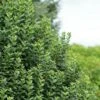 Ligustrum Vulgare Straight Talk - Troène Commun -Boutique Pafurme Ligustrum vulgare straight Talk V 89533 1