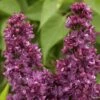Lilas - Syringa Vulgaris Charles Joly -Boutique Pafurme Lilas Charles Joly 0567 1