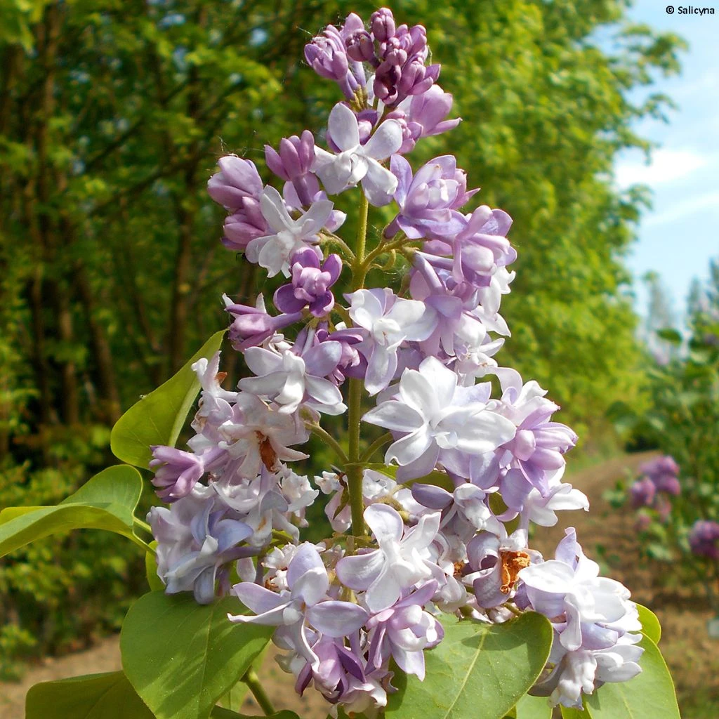 Lilas Commun - Syringa Vulgaris Konchalovskii 3 Lilas Commun - Syringa Vulgaris Konchalovskii
