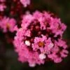 Lilas Des Indes - Lagerstroemia Indica Enduring Pink -Boutique Pafurme Lilas des Indes Lagerstroemia indica Enduring Pink IF 1001392 1