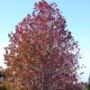 Liquidambar Styraciflua 1 Liquidambar Styraciflua -Boutique Pafurme Liquidambar styraciflua 84135 1