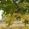 Liquidambar Styraciflua Aurea - Copalme D'Amérique -Boutique Pafurme Liquidambar styraciflua Aurea 84137 1