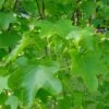 Liquidambar Styraciflua Rotundiloba - Copalme D'Amérique 2 Liquidambar Styraciflua Rotundiloba - Copalme D'Amérique -Boutique Pafurme Liquidambar styraciflua Rotundiloba 84139 1