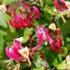 Chèvrefeuille Grimpant - Lonicera Periclymenum Fragrant Cloud® 2 Chèvrefeuille Grimpant - Lonicera Periclymenum Fragrant Cloud® -Boutique Pafurme Lonicera Fragrant Cloud 681453 1