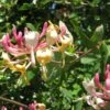 Chèvrefeuille, Lonicera Caprifolium -Boutique Pafurme Lonicera caprifolium 771624 1