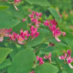 Lonicera Tatarica Hack's Red - Chèvrefeuille De Tatarie